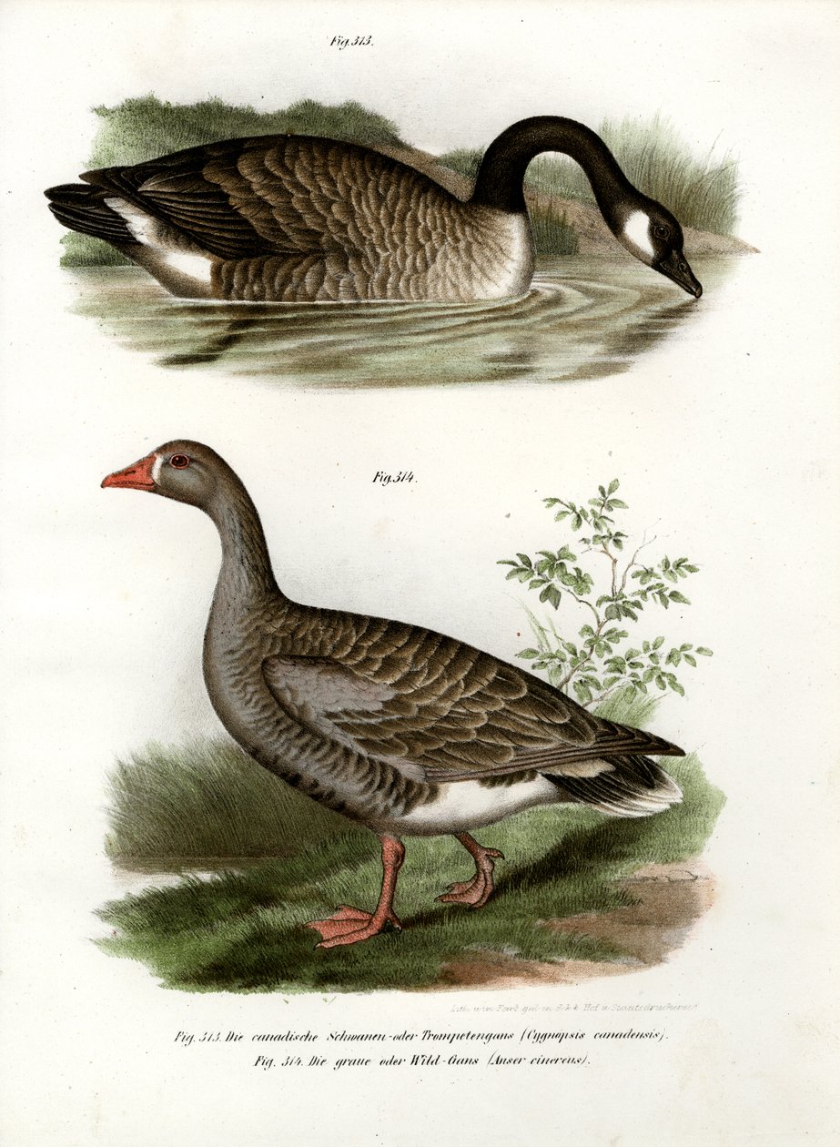 Kinesisk gås, 1864 af German School