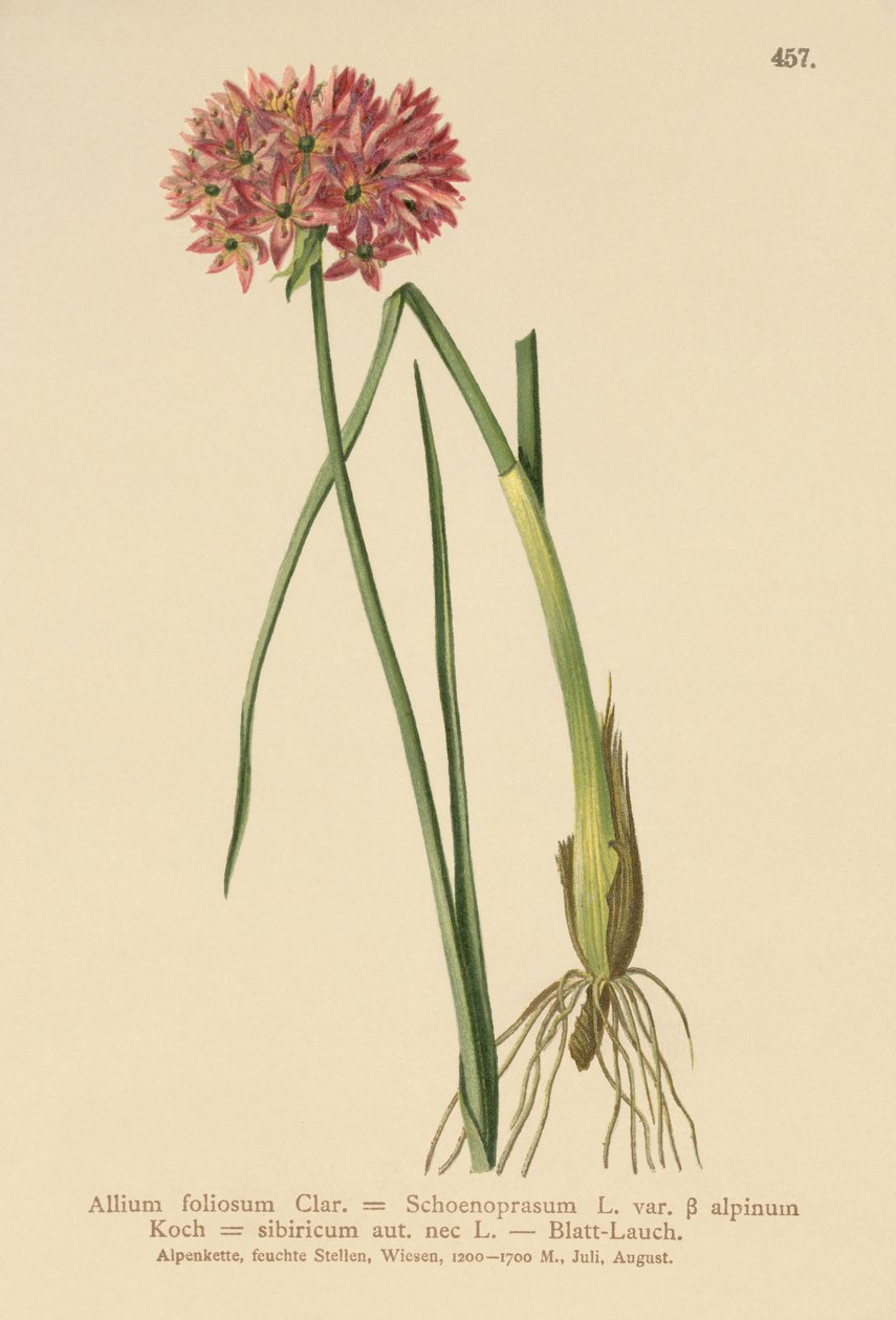 Purløg (Allium foliosum, Allium Schoenoprasum var. alpinum, Allium sibiricum) af German School