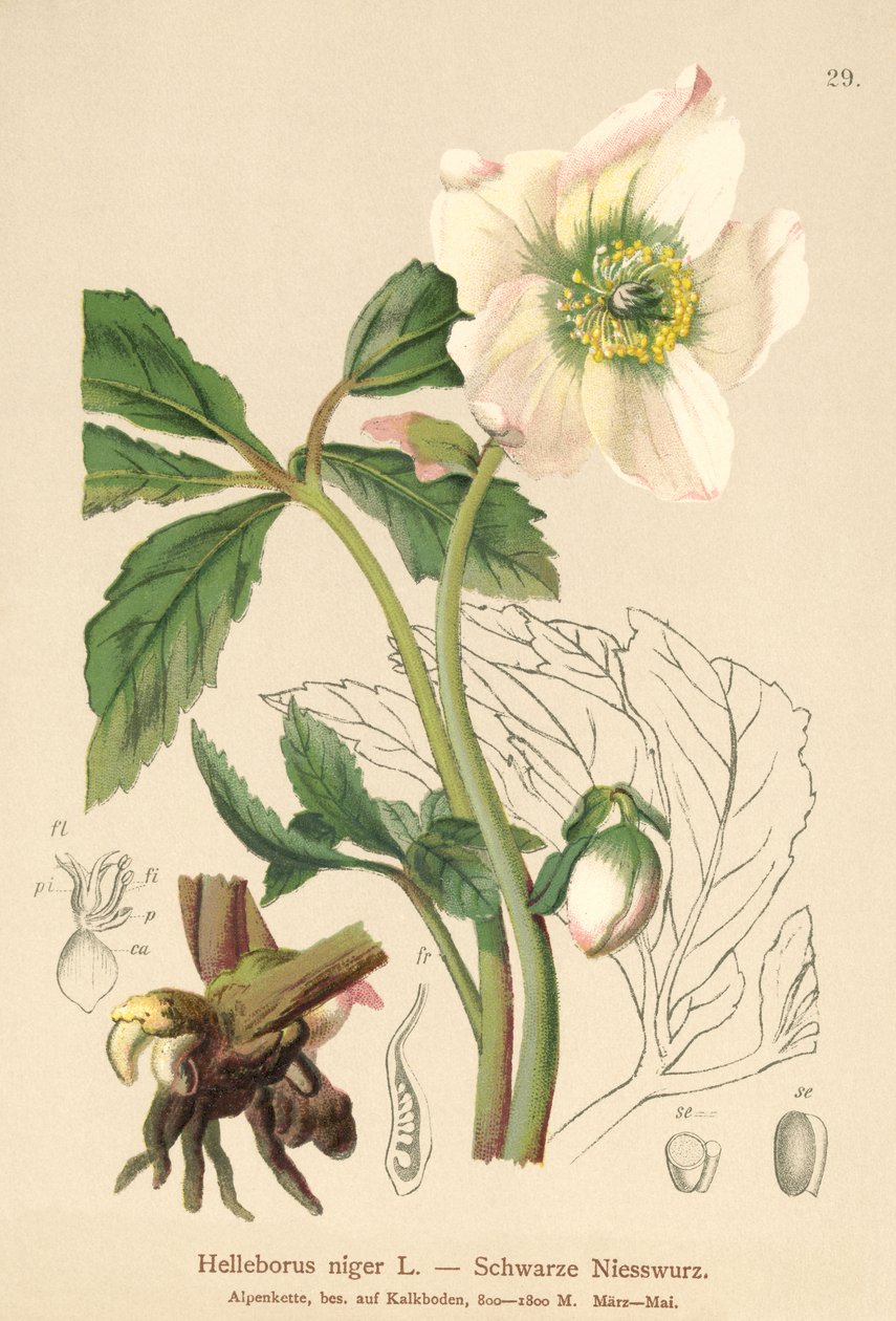 Christmas Rose (Helleborus niger) af German School