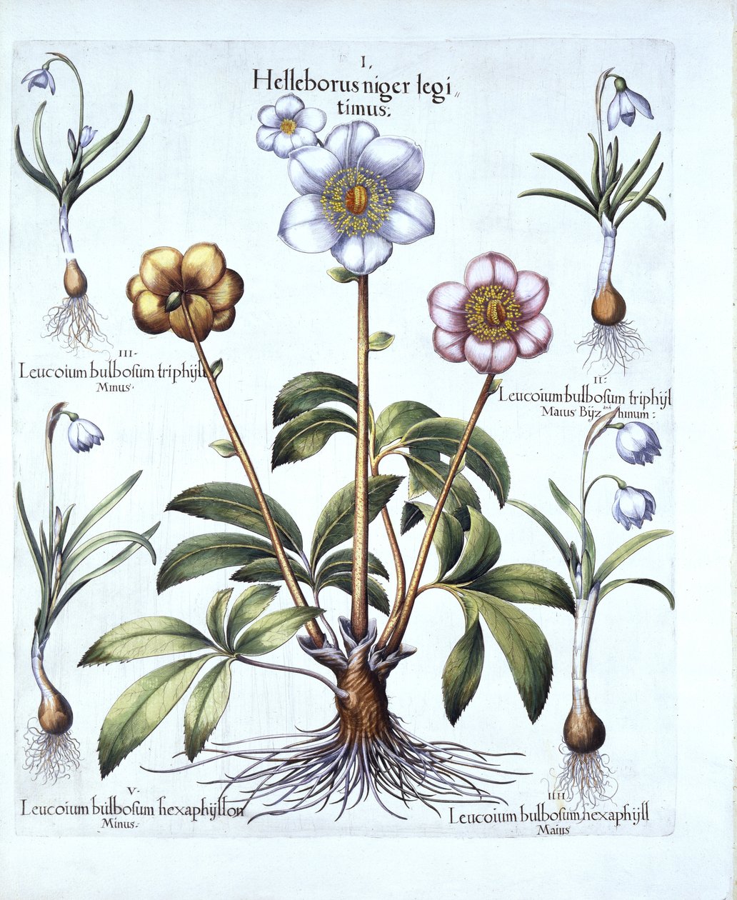 Christmas Rose and Snowdrop Variations, fra Hortus Eystettensis, af Basil Besler (1561-1629), pub. 1613 (håndkoloreret gravering) af German School