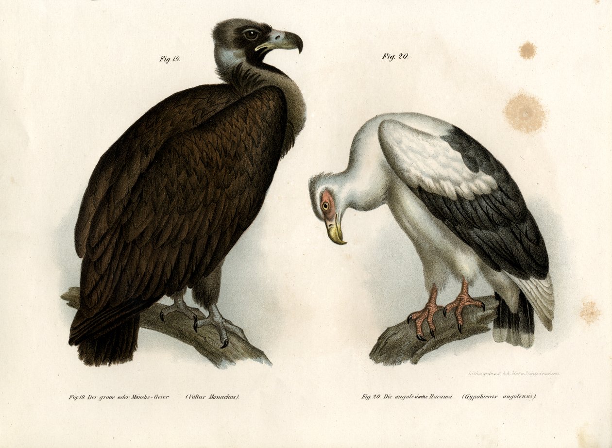 Cinereous Vulture, 1864 af German School