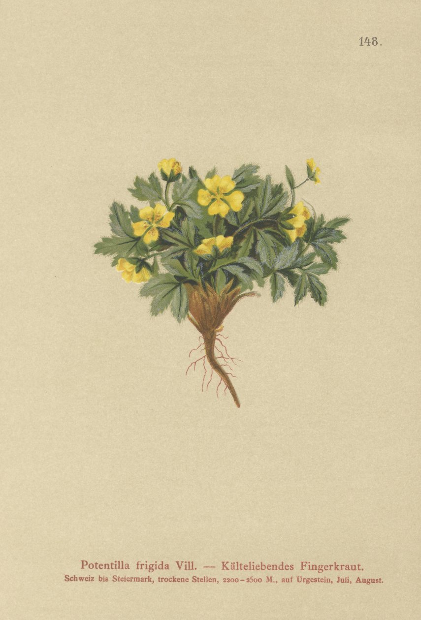 Kløvergræs (Potentilla frigida, Potentilla glacialis, Potentilla helvetica) af German School