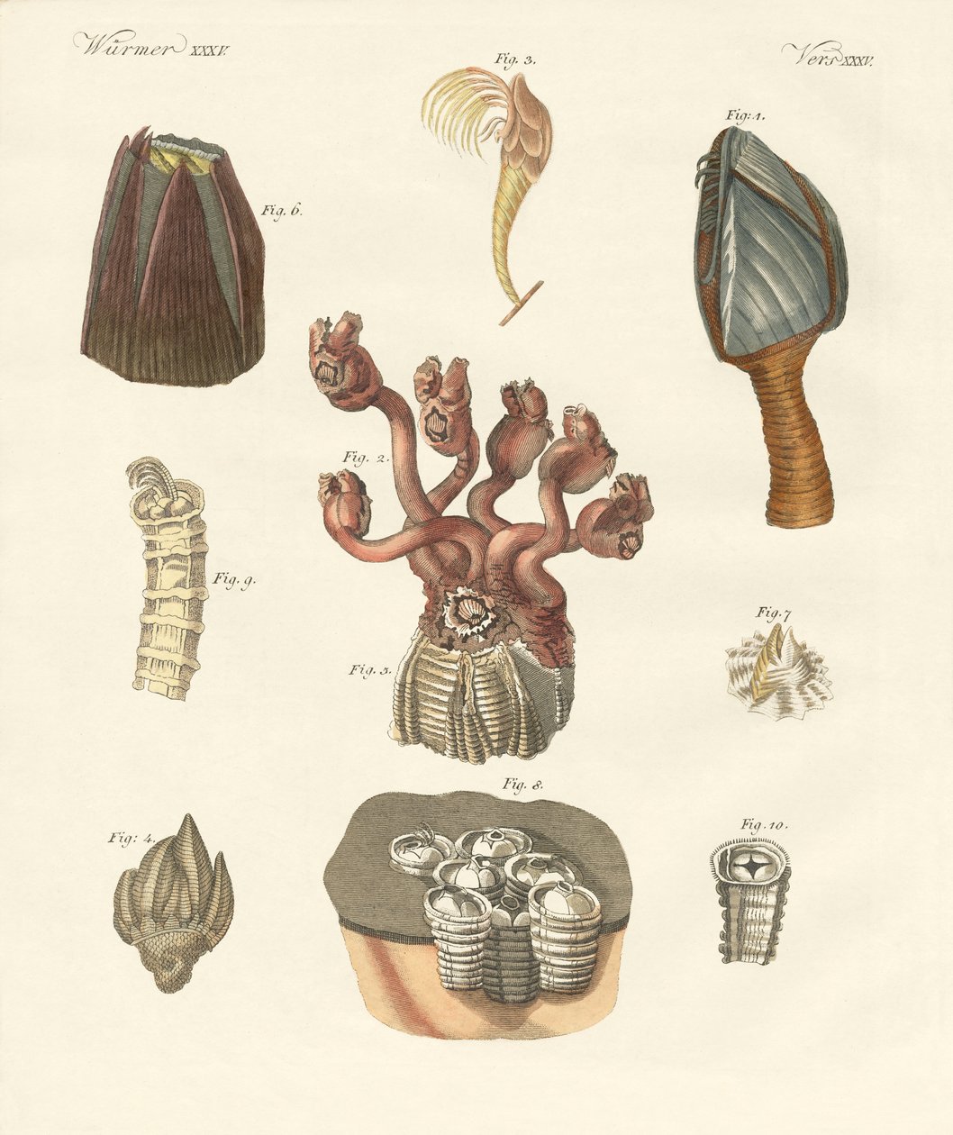 Cirrhipodas, børsteorme eller brachiopoder (farvet indgravering) af German School