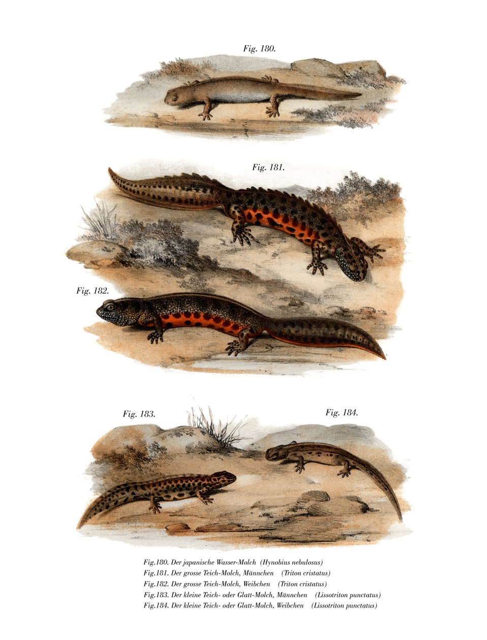 Skyet salamander (farve litho) af German School