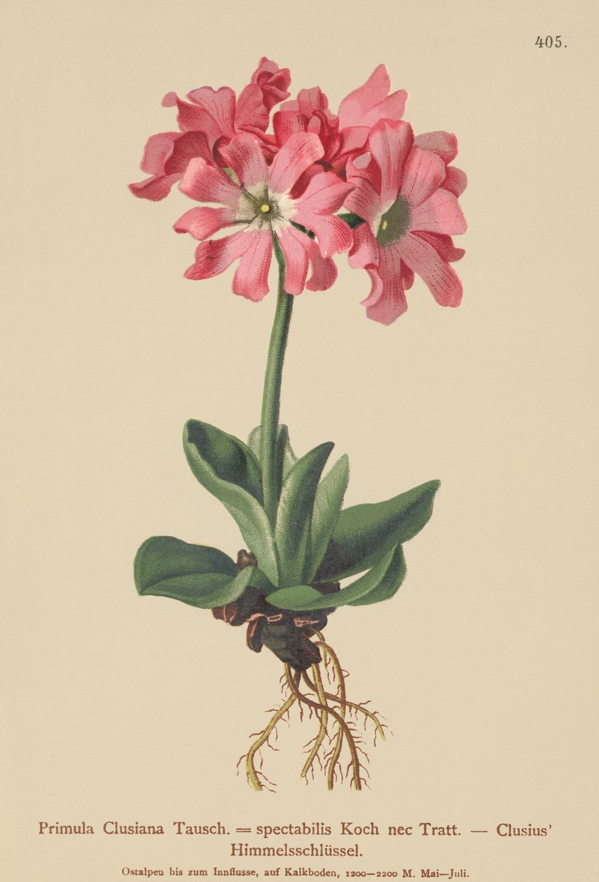 Clusiana Primrose (Primula clusiana, Primula spectabilis) af German School