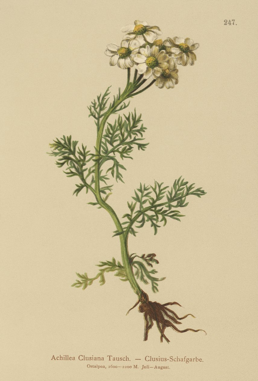 Clusius Gøgeurt (Achillea clusiana, Achillea atrata ssp. clusiana) af German School