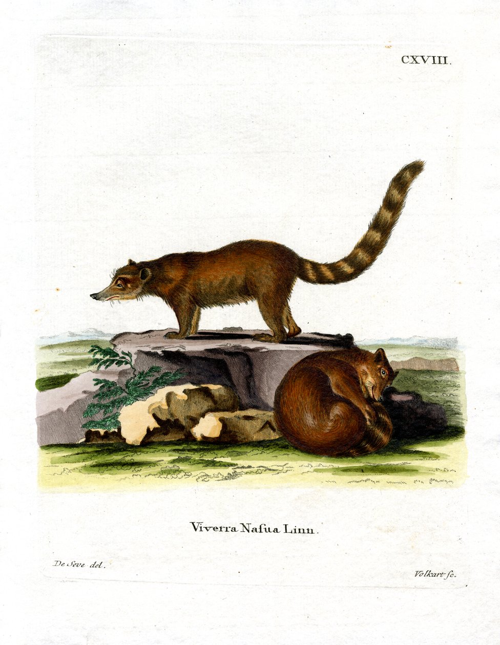 Coati (farvet gravering) af German School