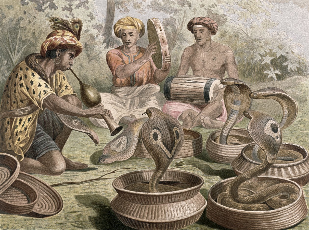 Cobra, tallerken fra Brehms Animal Life: General Knowledge of the Animal Kingdom, bind 7, s.355, udgivet af Bibliografisk Institut, 1892 af German School