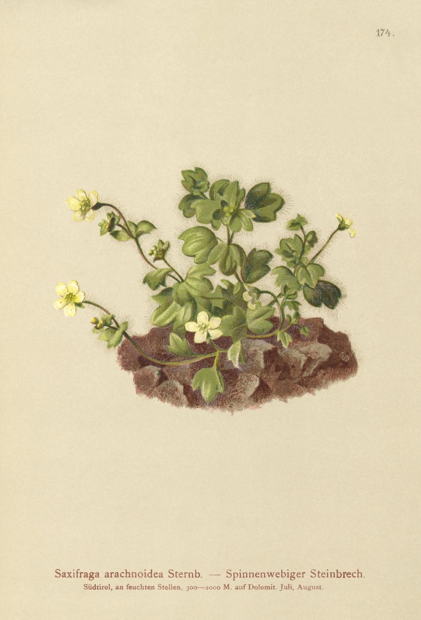 Saxifraga spindelvæv (Saxifraga arachnoidea) af German School