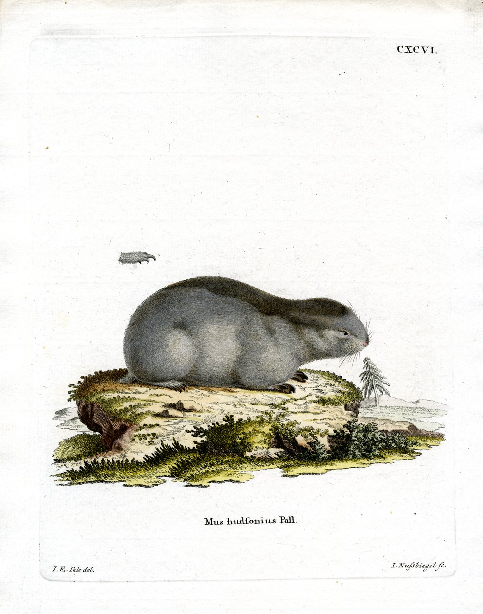 Collared Lemming (farvet gravering) af German School