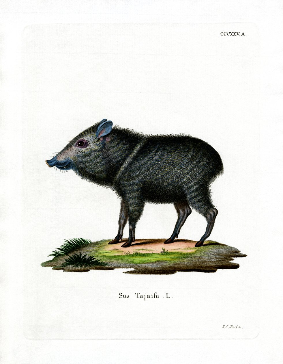 Collared Peccary (farvet gravering) af German School