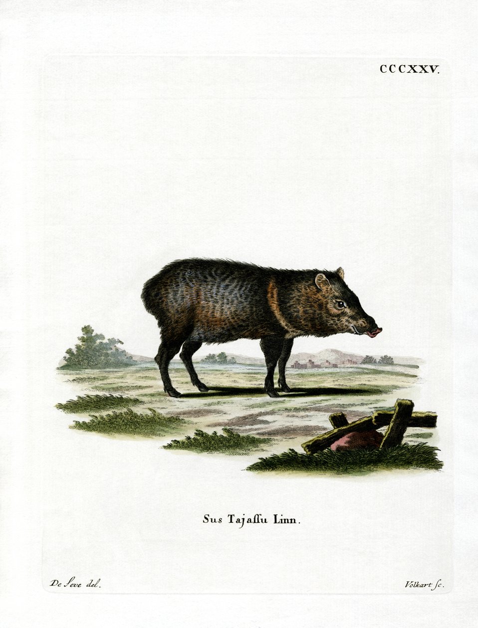 Peccary med halsbånd af German School