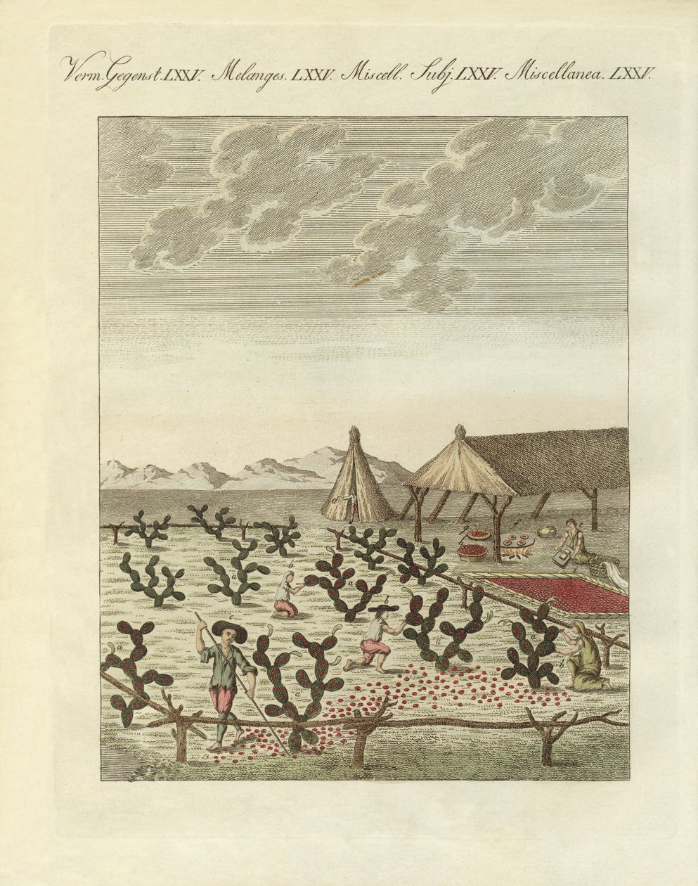 Indsamling af cochenilles (farvet gravering) af German School