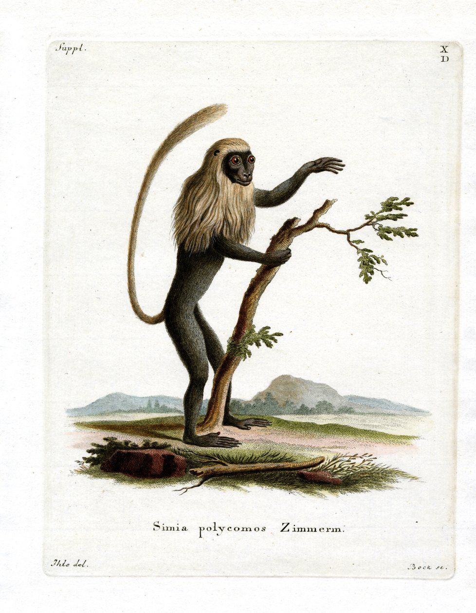 Colobus Monkey (farvet indgravering) af German School