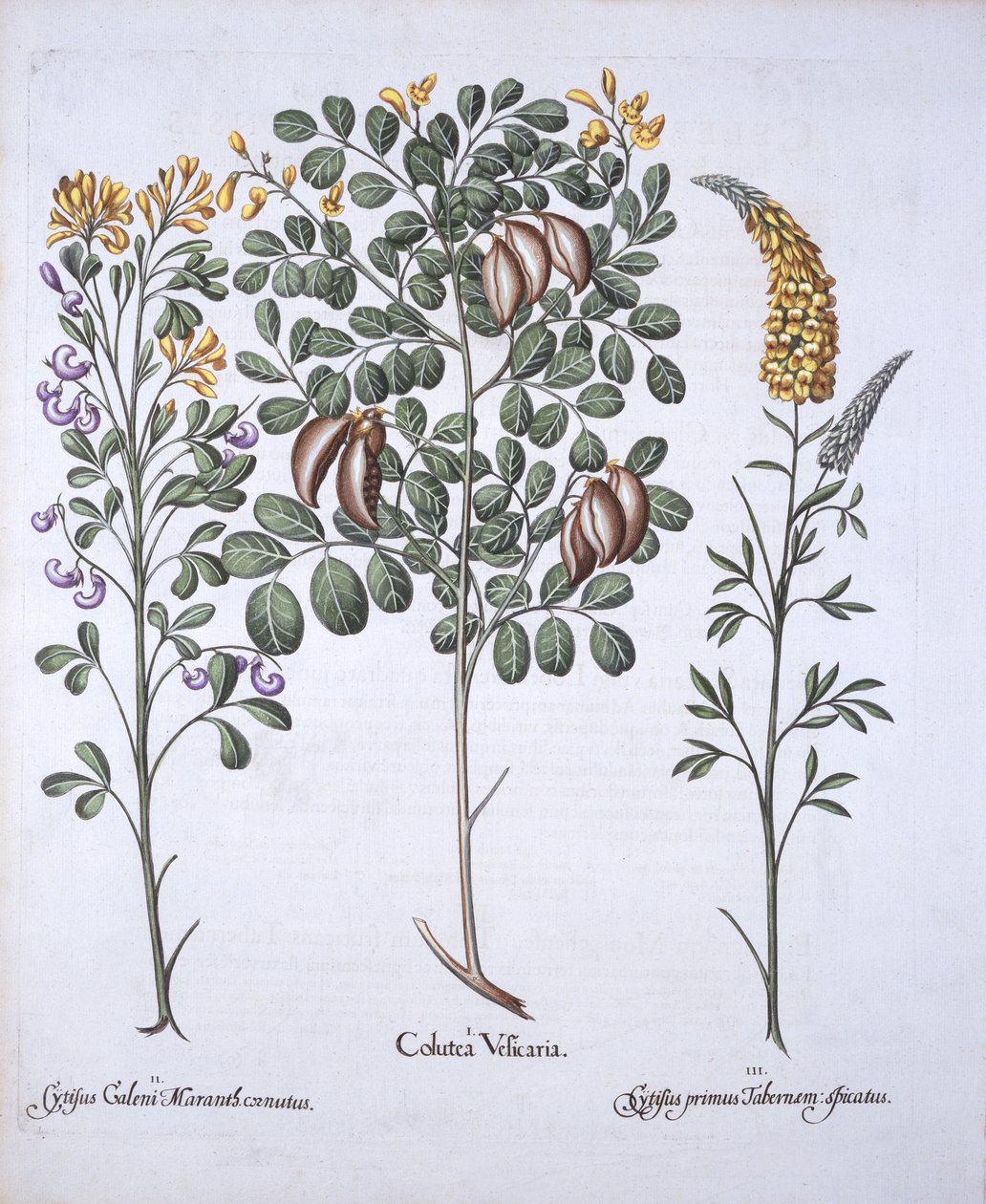 Colutea Tree and Cytisus Varieties, fra Hortus Eystettensis, af Basil Besler (1561-1629), pub. 1613 (håndfarvet gravering) af German School