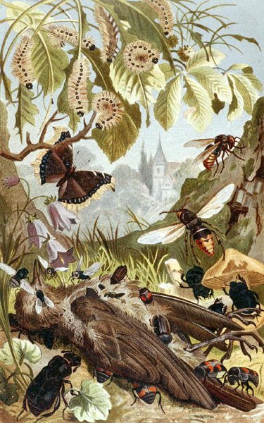 Combined Power of Insects, plade fra "Brehms Tierleben: Allgemeine Kunde des Tierreichs", bind 9, s.65, udgivet af Bibliographisches Institut af German School