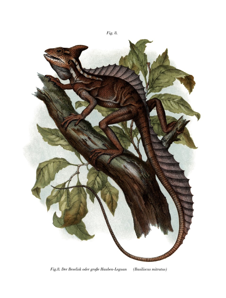 Almindelig basilisk (farve litho) af German School