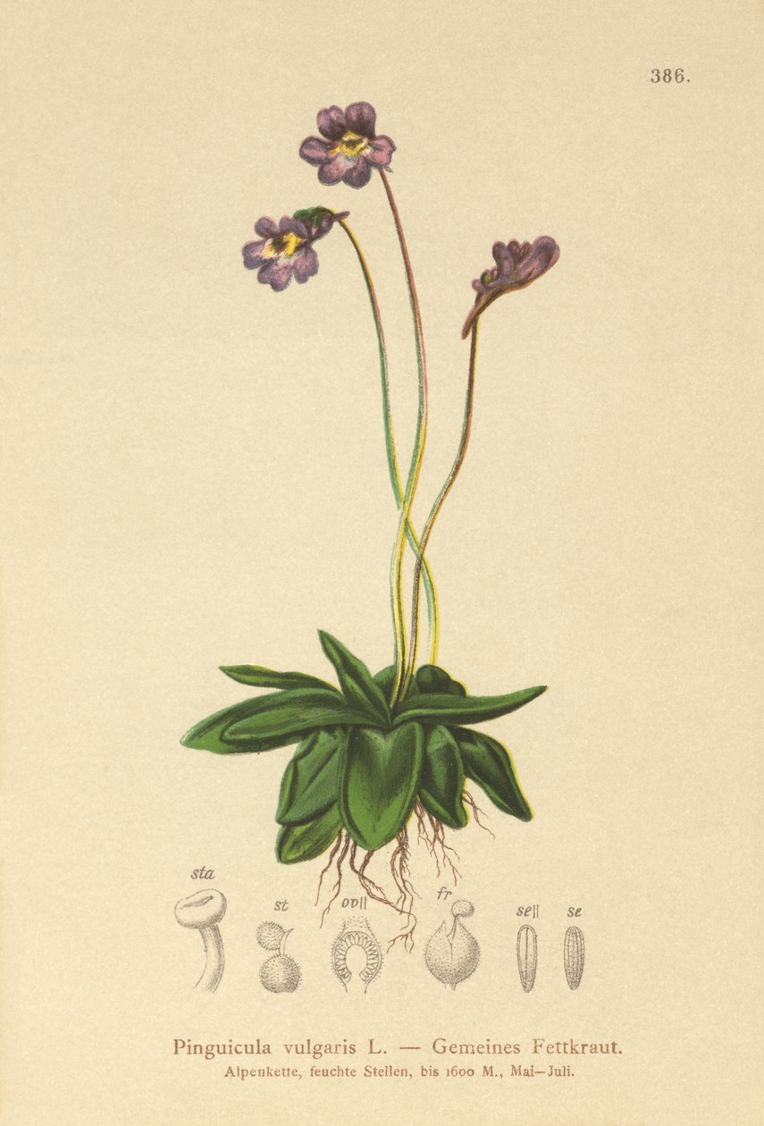 Almindelig smørhat (Pinguicula vulgaris) af German School
