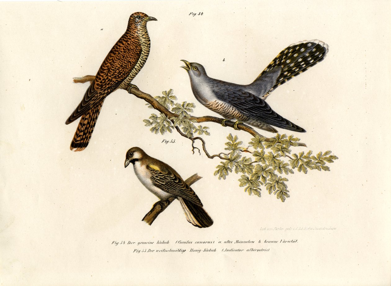 Almindelig gøg, 1864 af German School