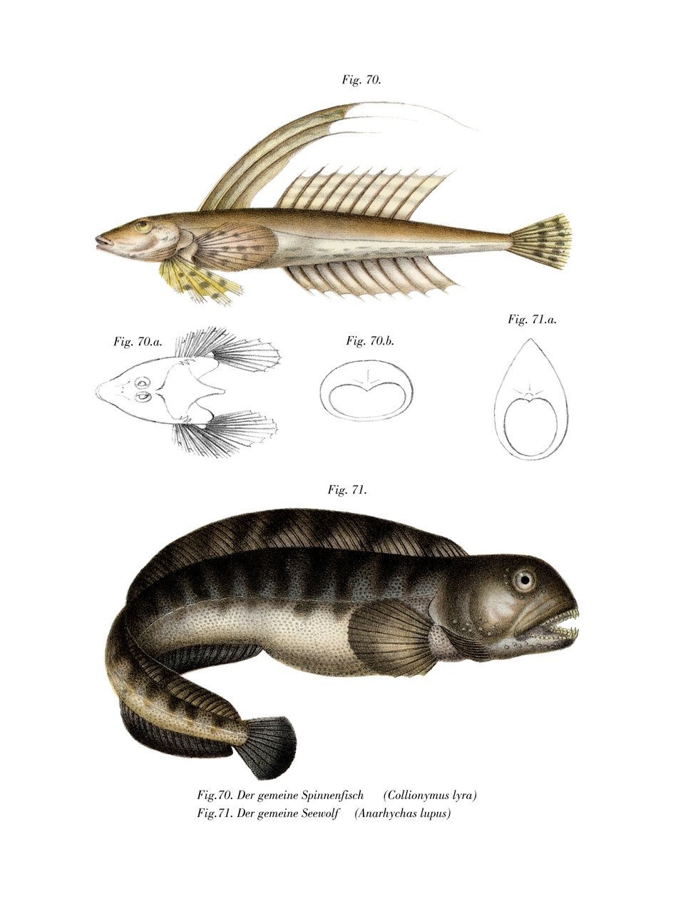 Almindelig Dragonet (farve litho) af German School