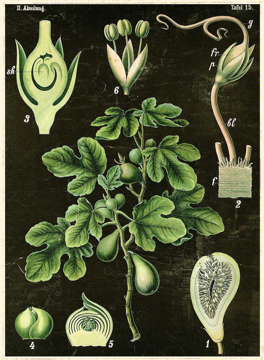 Fælles Fig af German School