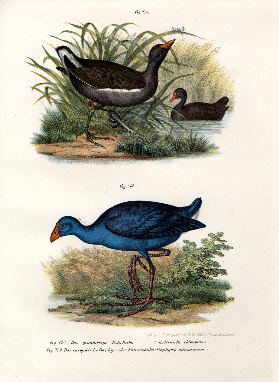 Almindelig hedehøne, 1864 af German School