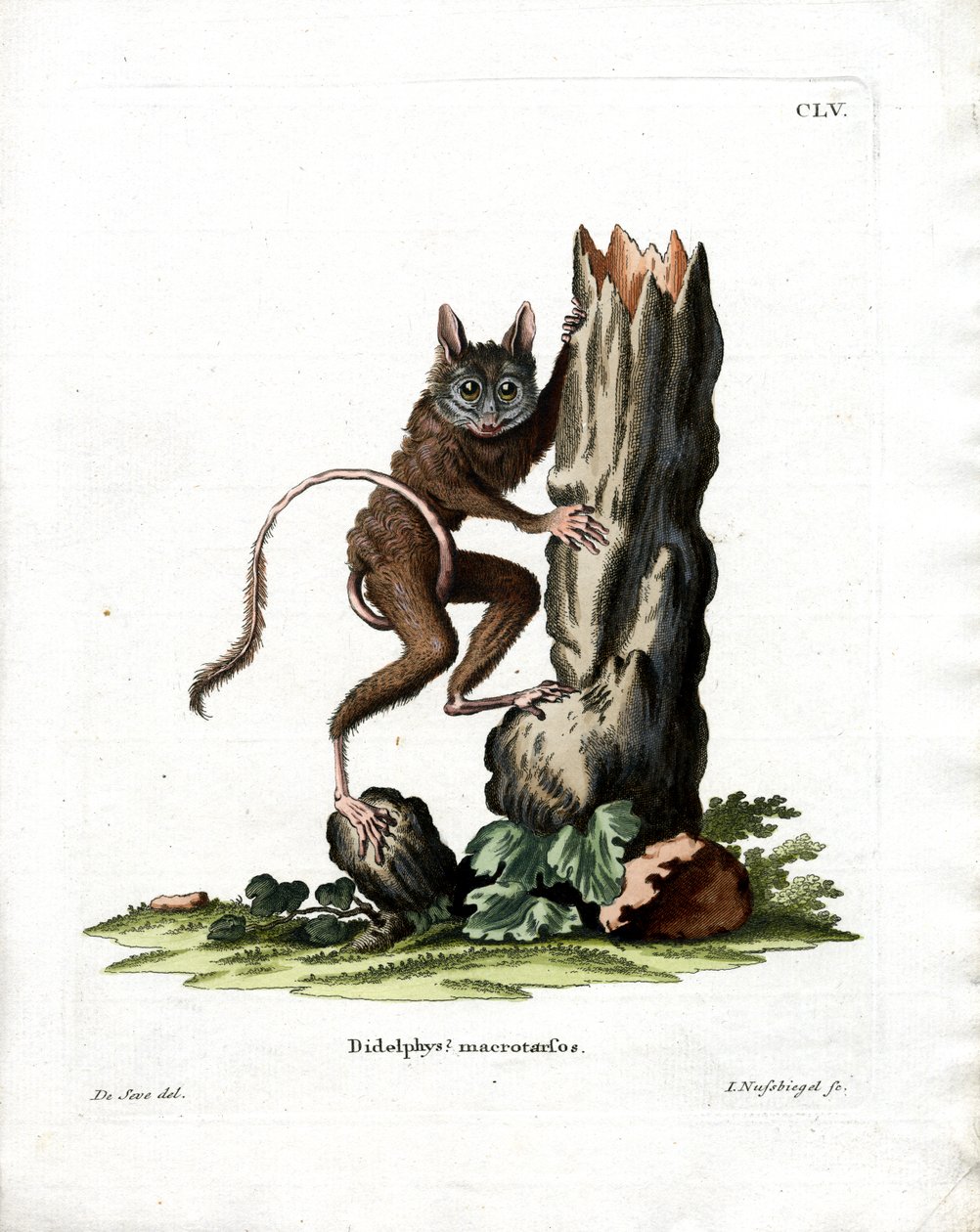 Common Mouse Opossum (farvet gravering) af German School