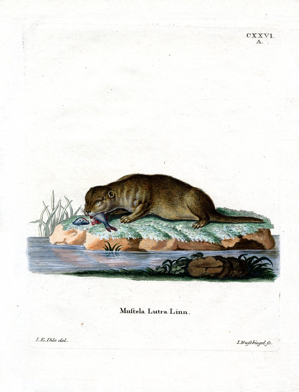 Almindelig Otter (farvet gravering) af German School