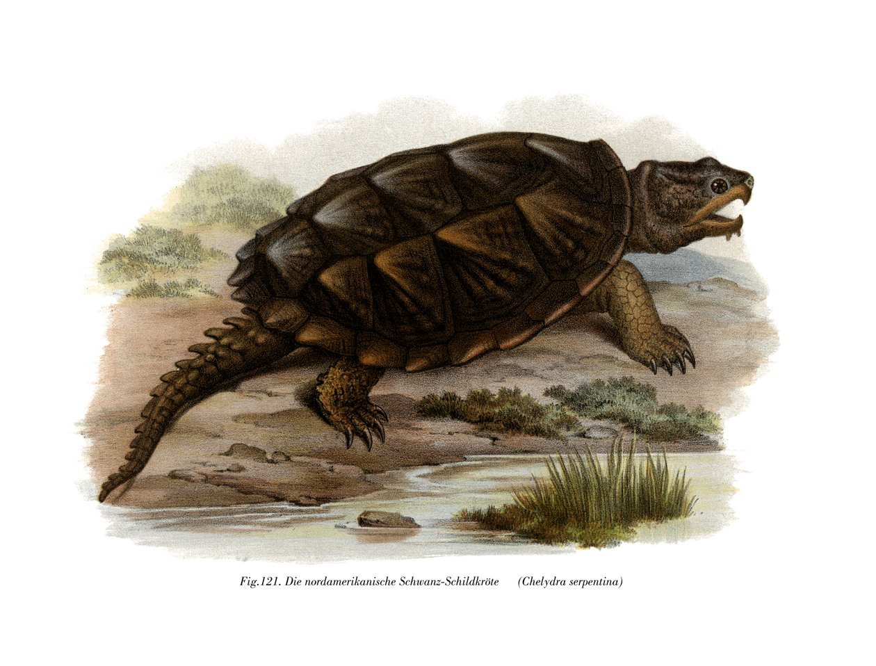 Almindelig Snapping Turtle (farve litho) af German School