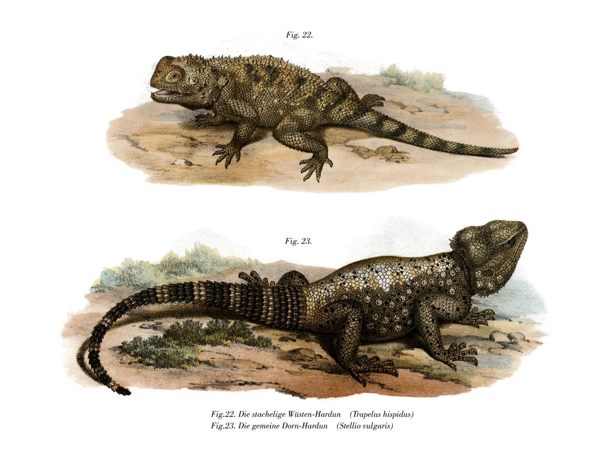 Almindelig Spiny Agama (farve litho) af German School