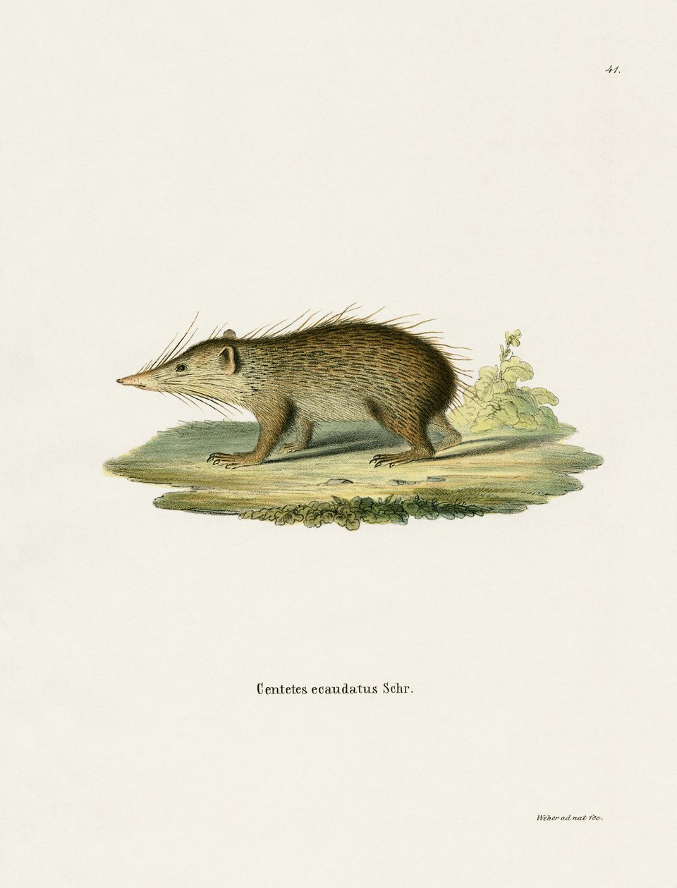 Almindelig Tenrec (farvet gravering) af German School