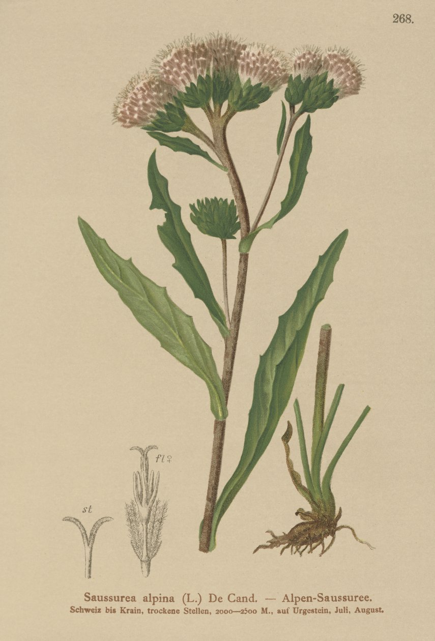 Almindelig savurt (Saussurea alpina) af German School