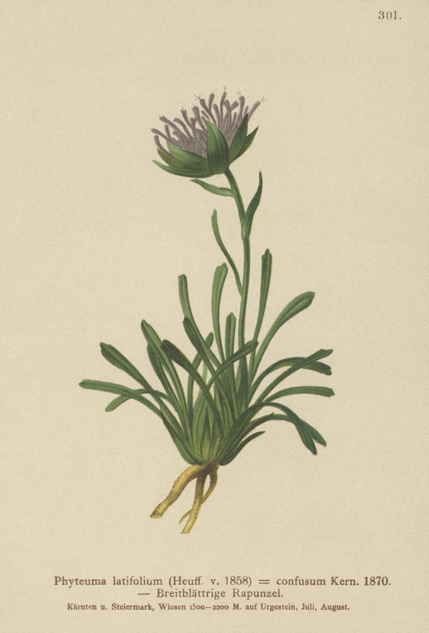 Forvirret Rampion (Phyteuma confusum, Phyteuma latifolium, Phyteuma hemisphaericum ssp. confusum, Phyteuma nanum) af German School
