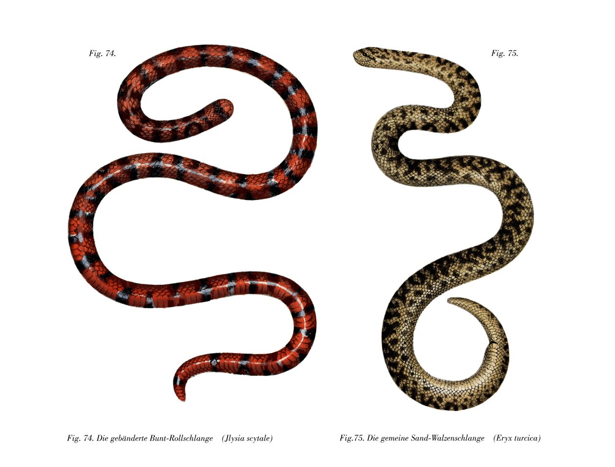 Coral Cylinder Snake (farve litho) af German School