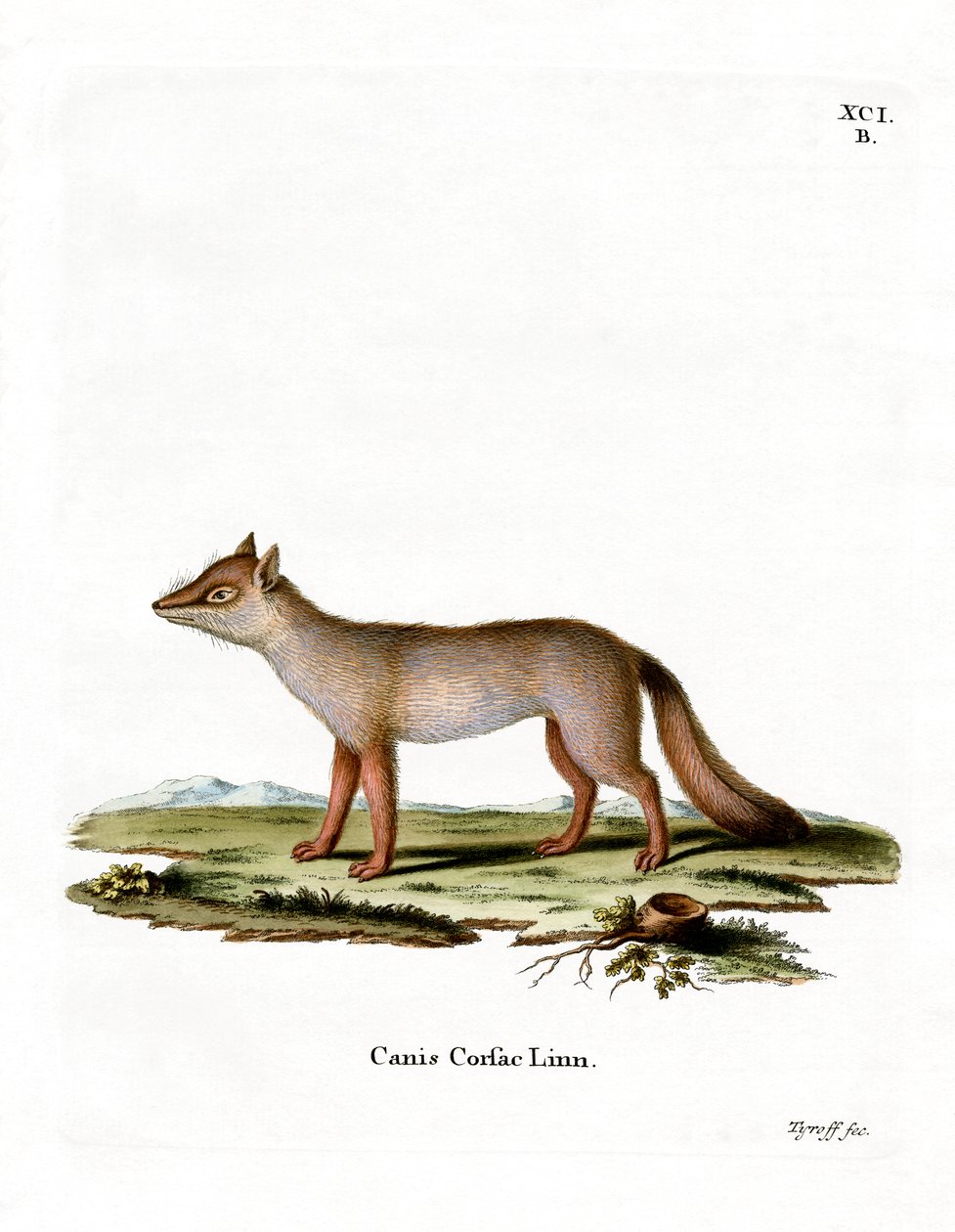 Corsac Fox (farvet gravering) af German School