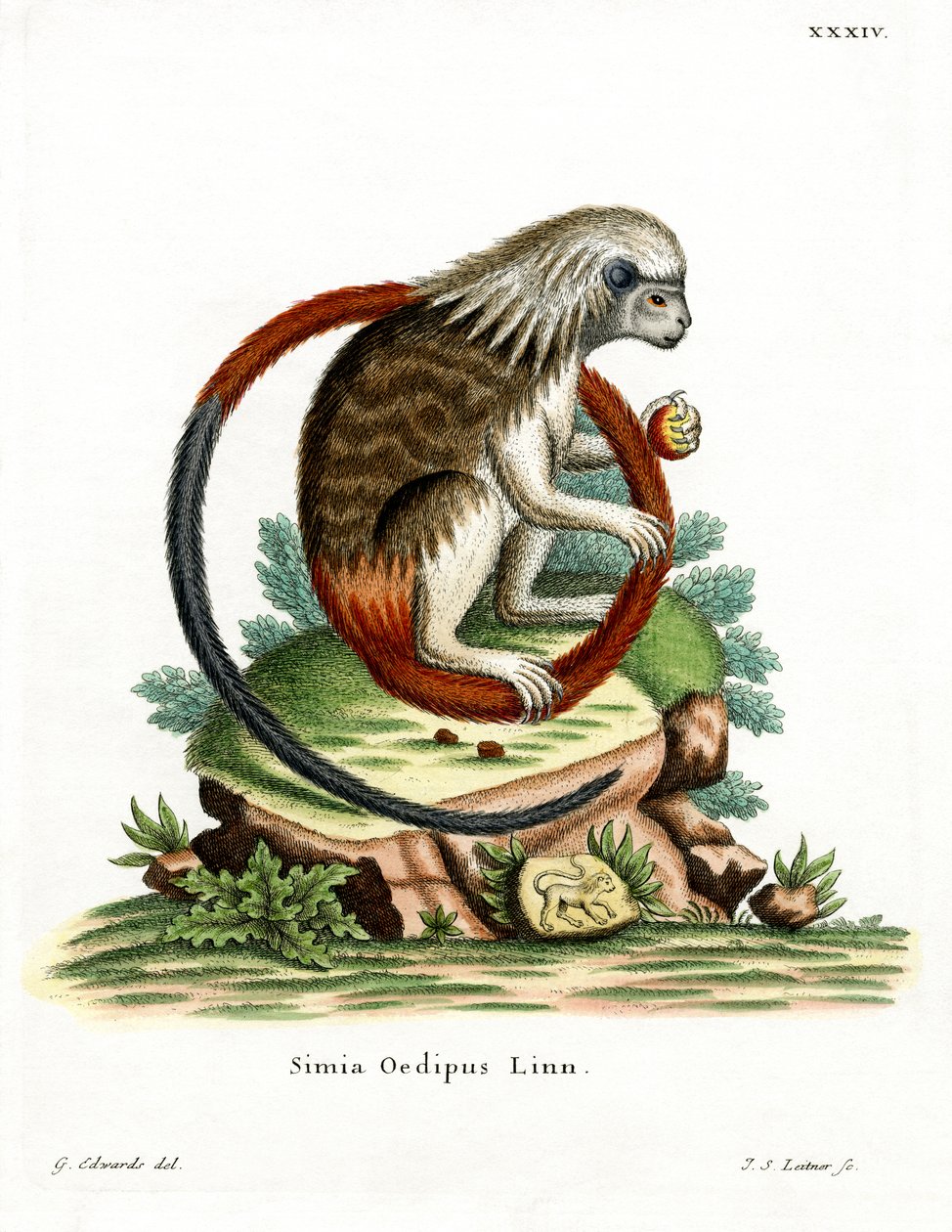 Bomuld-top Tamarin (farvet gravering) af German School