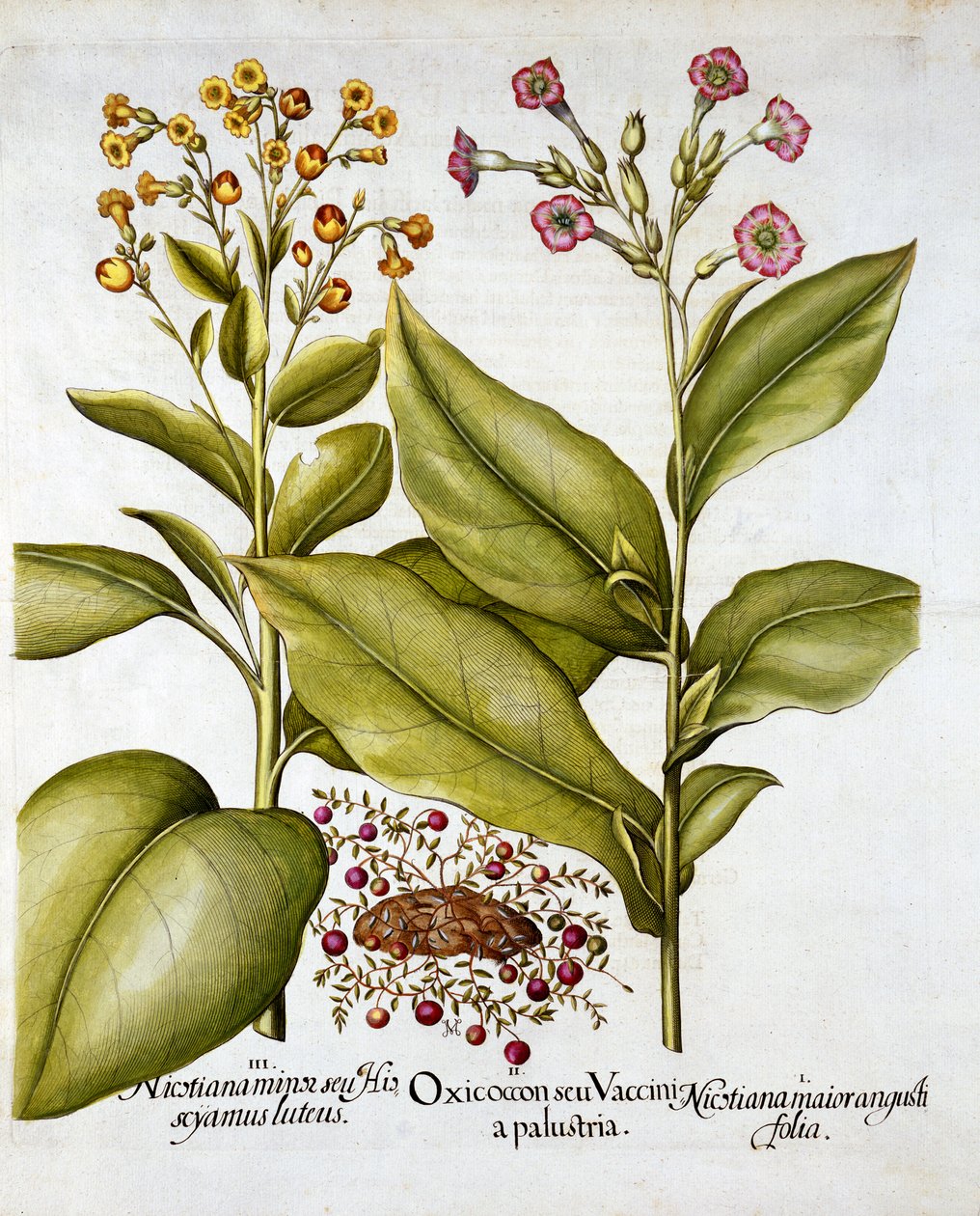 Tranebær og blomstrende tobak, fra Hortus Eystettensis, af Basil Besler (1561-1629), pub. 1613 (håndkoloreret gravering) af German School