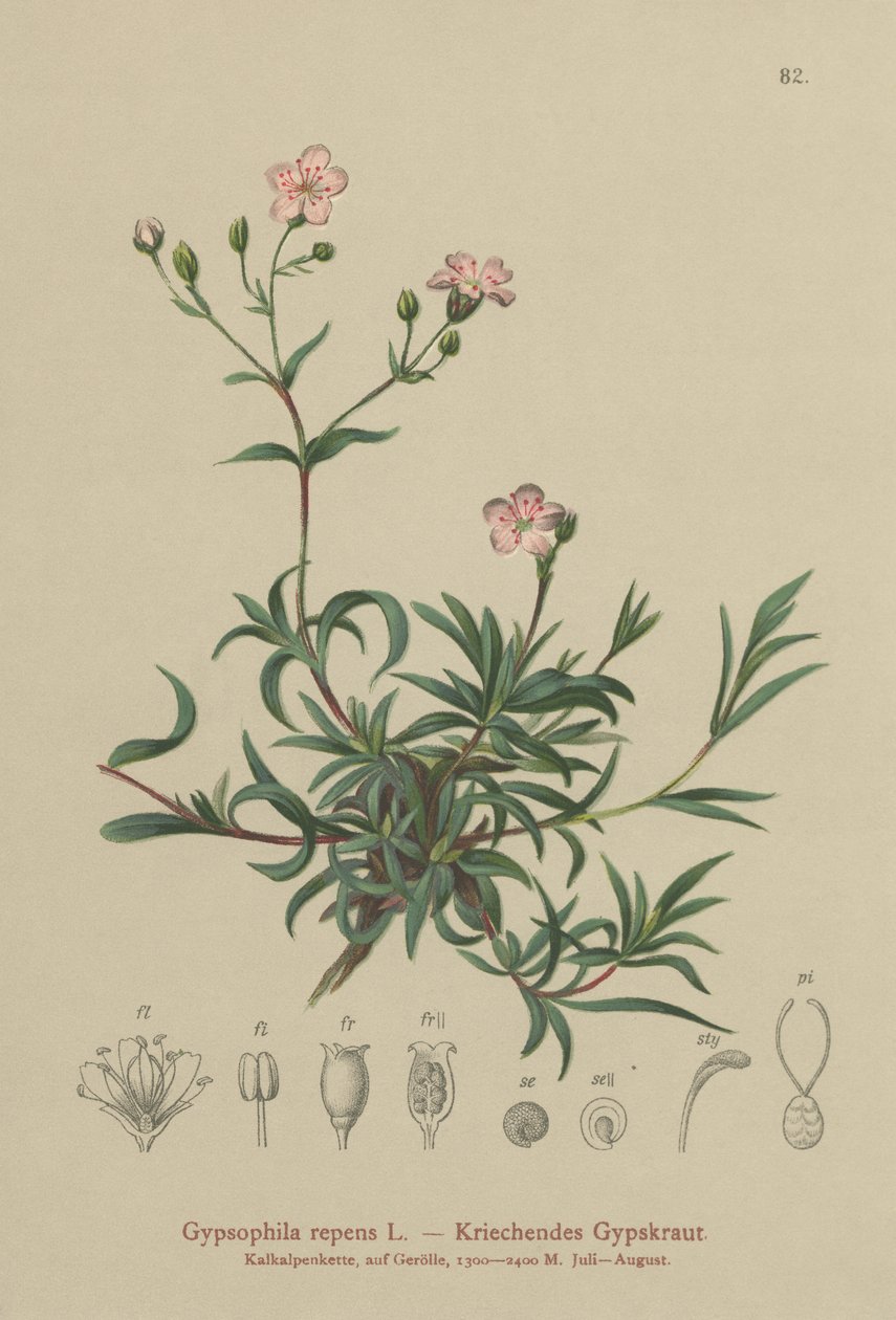 Krybende baby ånde (Gypsophila repens) af German School