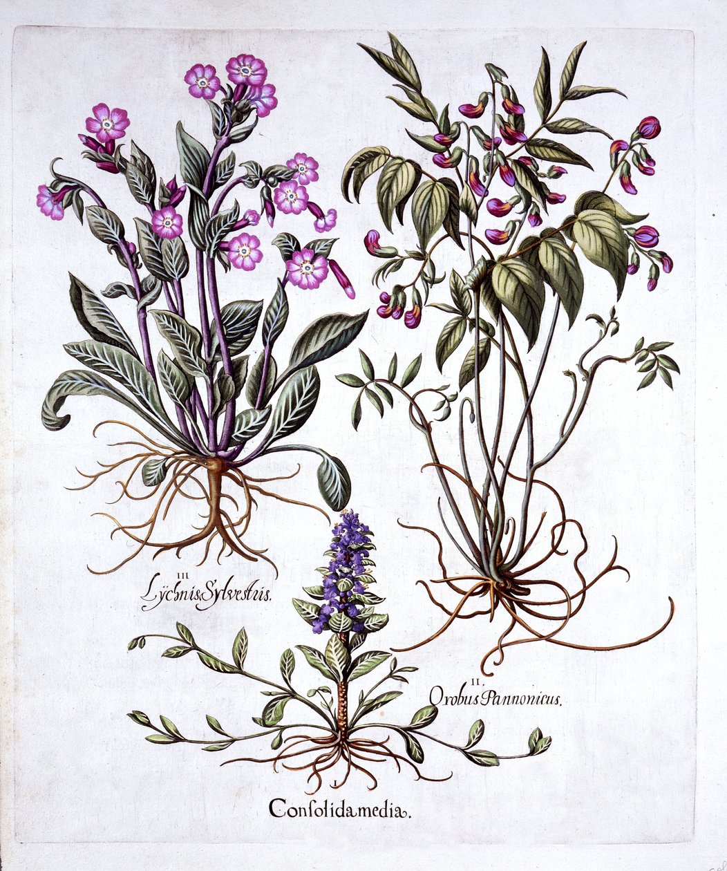 Creeping Bugle, Spring Vikke og Red Campion, fra Hortus Eystettensis, af Basil Besler (1561-1629), pub. 1613 (håndfarvet gravering) af German School