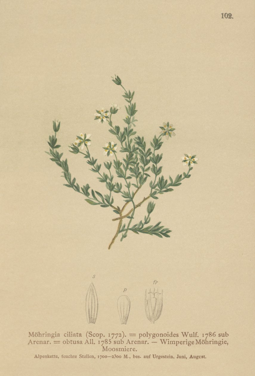Krybende Sandwort (Moehringia ciliata, Moehringia polygonoides, Arenaria obtusa) af German School