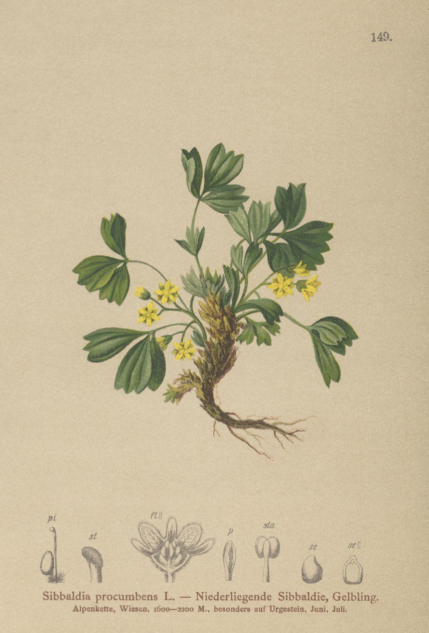 Krybende Sibbaldia (Sibbaldia procumbens) af German School