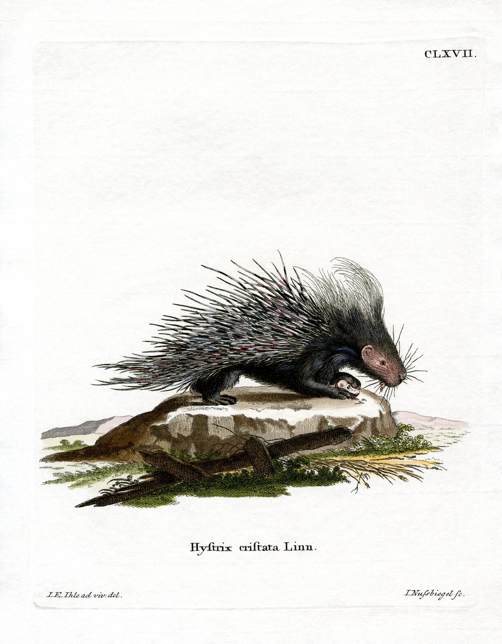 Crested Porcupine (farvet gravering) af German School