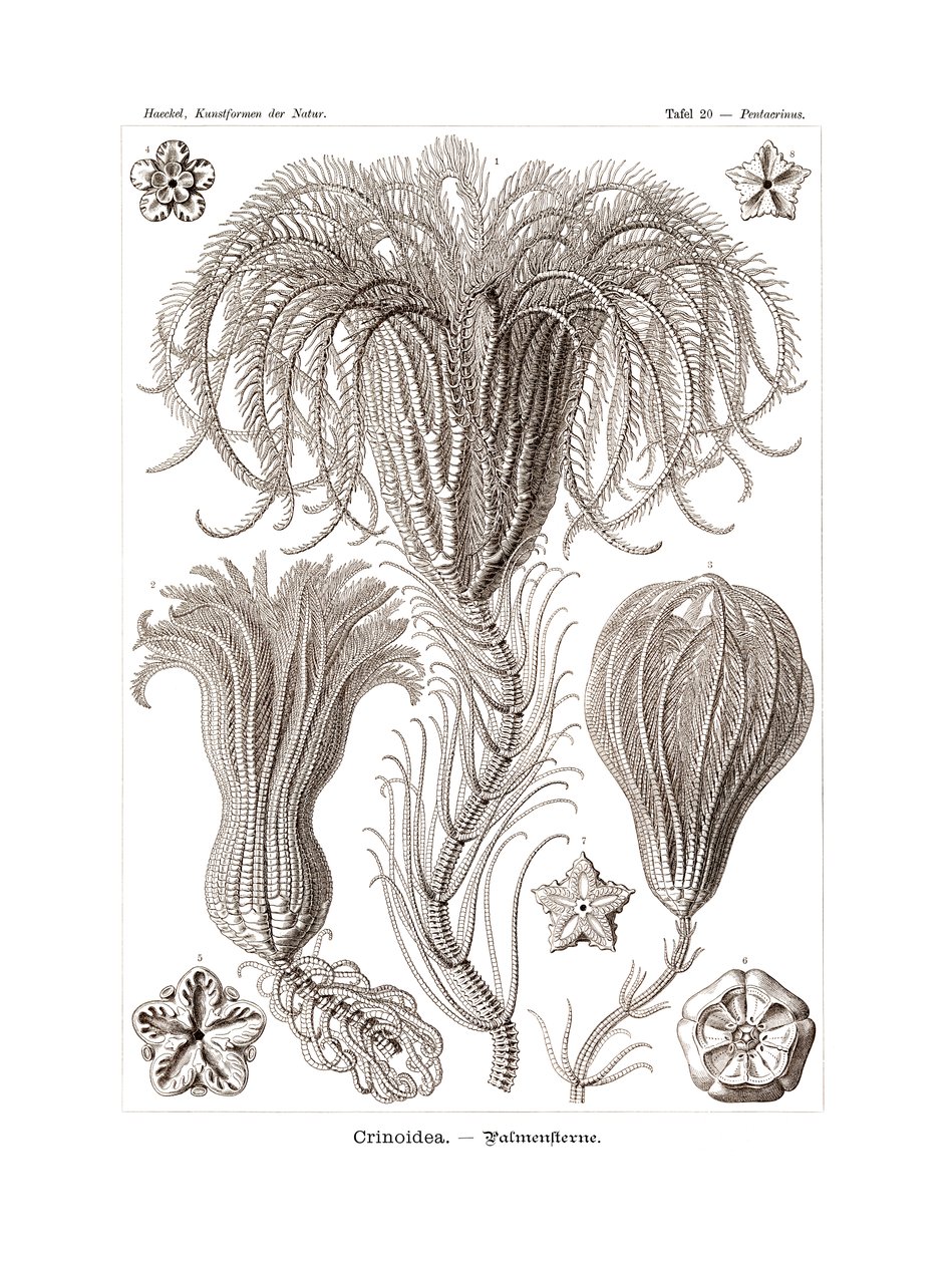 Crinoidea, 1899-1904 af German School