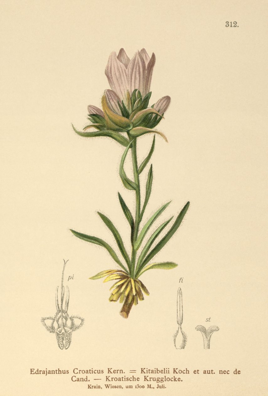 Kroatisk græsklokke (Edrajanthus Croaticus, Edraianthus croaticus, Edraianthus croaticus, Edraianthus Kitaibellii, Edraianthus graminifolius, Edraianthus albanicus, Wahlenbergia graminifolia). af German School