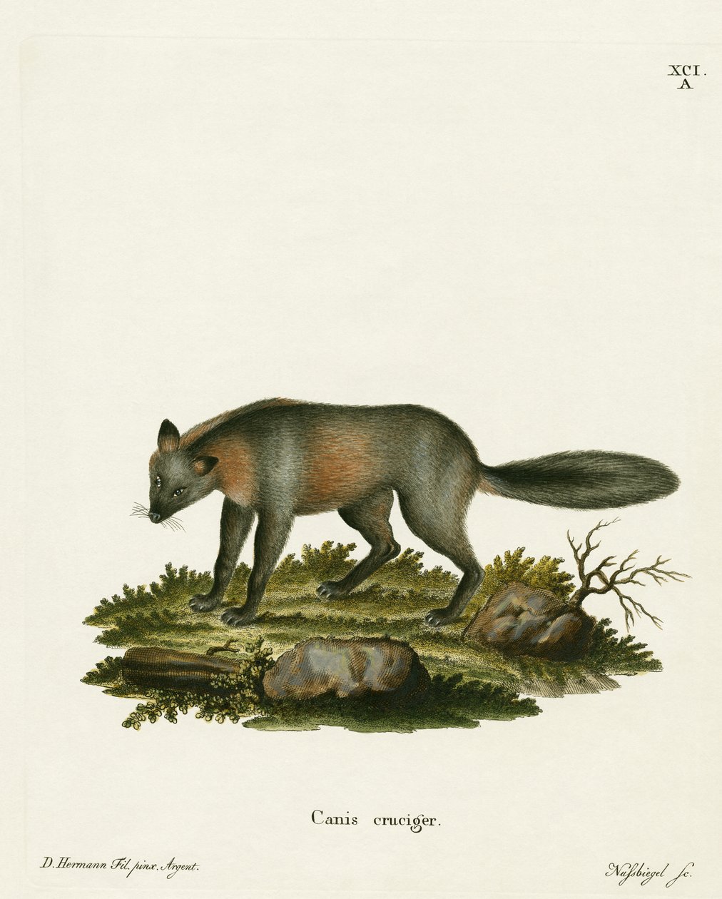 Cross Fox (farvet gravering) af German School