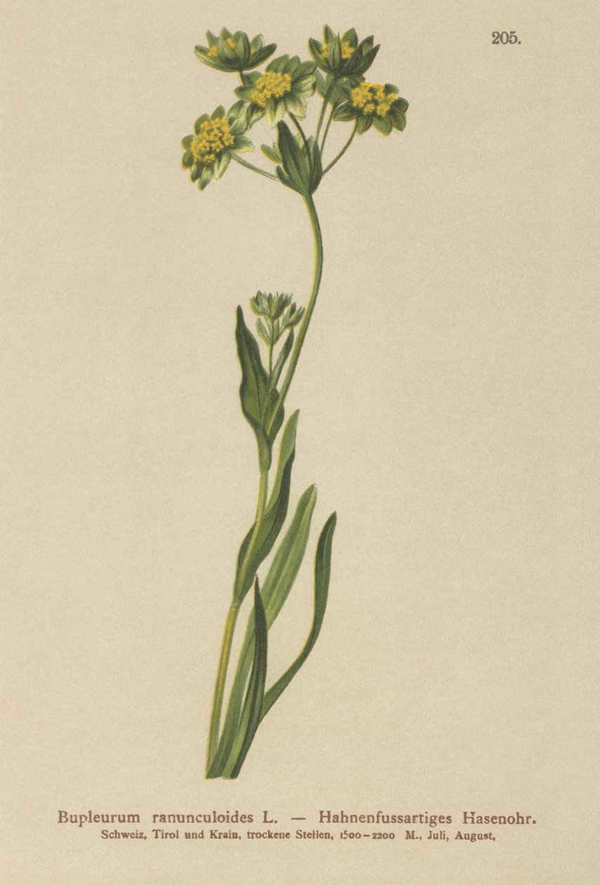 Kragefod- Bladet Hareøre (Bupleurum ranunculoides) af German School