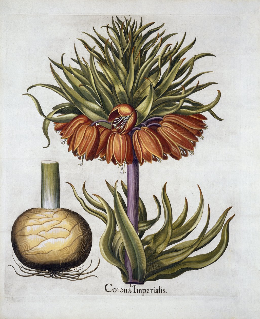 Crown Imperial kaldet Fritillaria, fra Hortus Eystettensis, af Basil Besler (1561-1629) pub. 1613 af German School