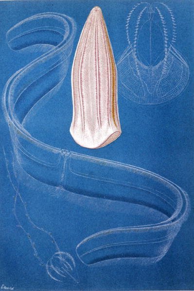 Ctenophores, plade fra "Brehms Tierleben: Allgemeine Kunde des Tierreichs", bind 10, s.546, udgivet af Bibliographisches Institut af German School