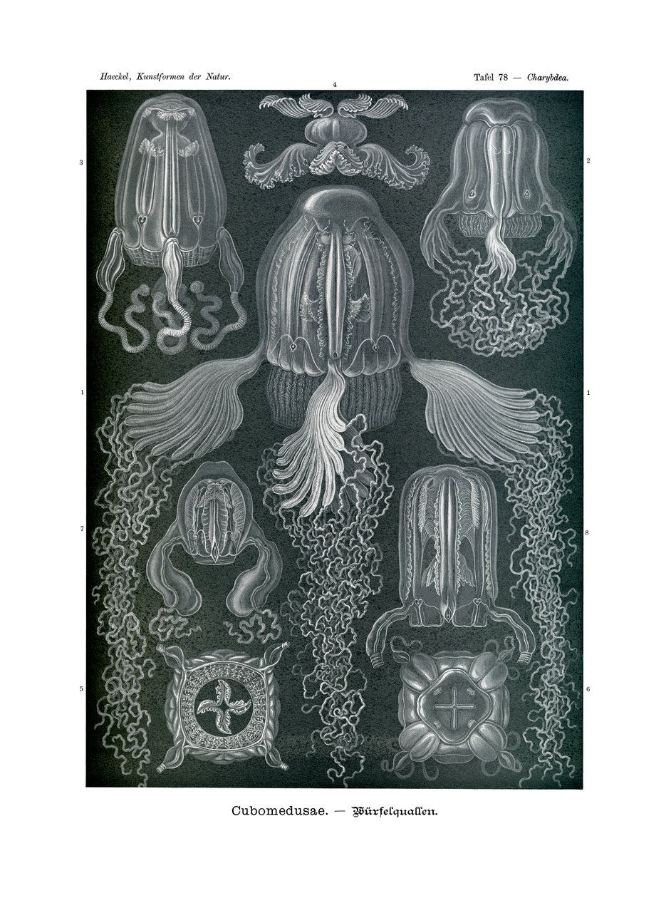 Cubomedusae, 1899-1904 af German School