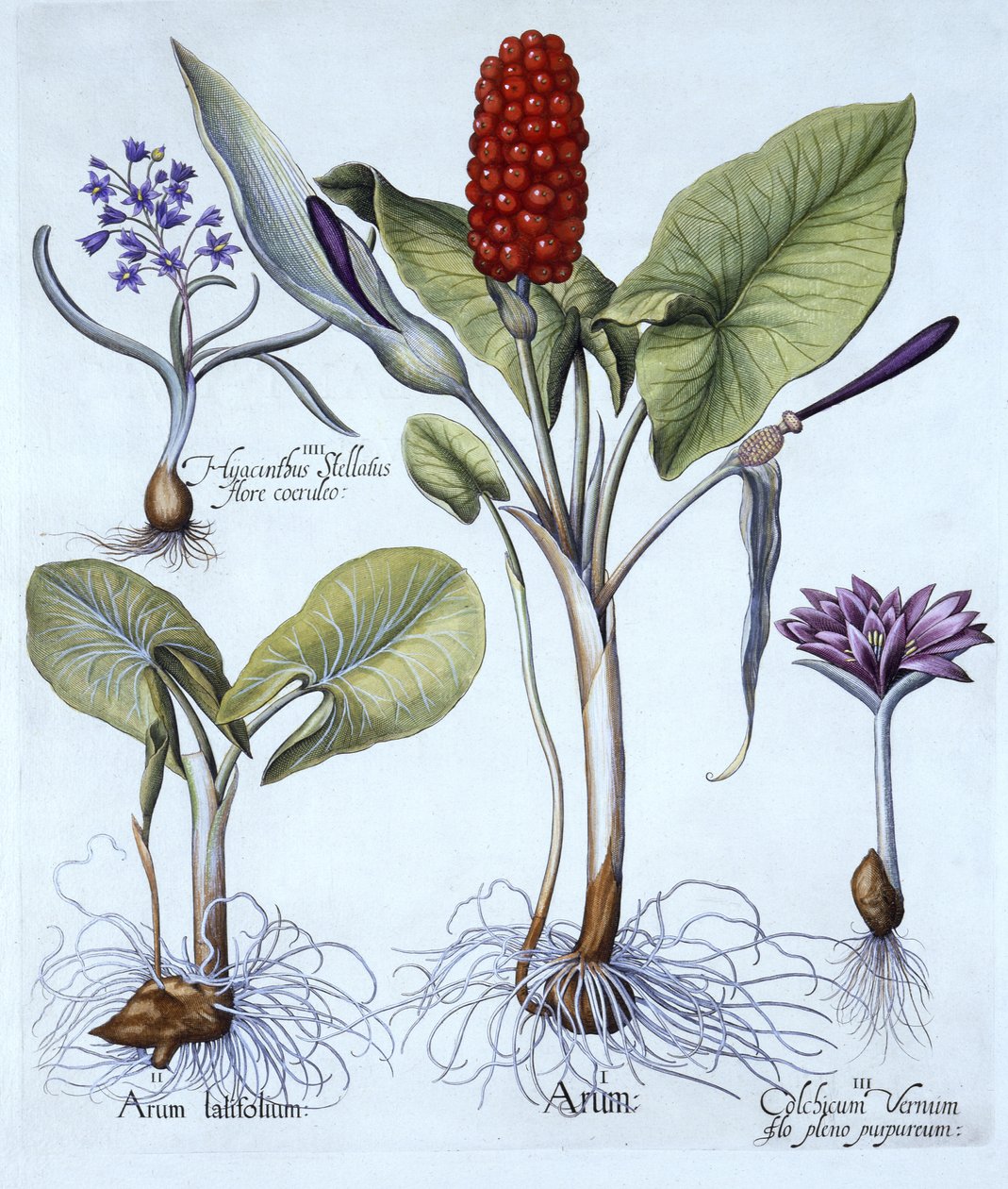 Cuckoo Pint, Spring Meadow Saffron, Star Hyacinth, fra Hortus Eystettensis, af Basil Besler (1561-1629), pub. 1613 (håndkoloreret gravering) af German School